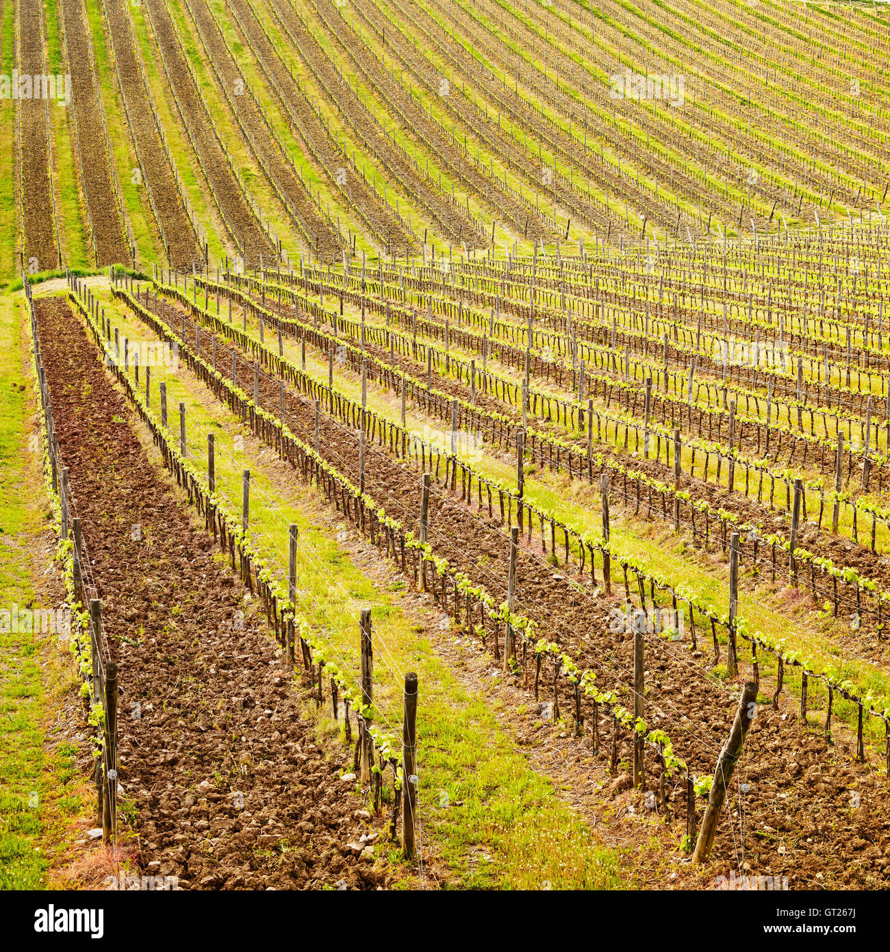 Chianti-Gebiet, Weinberg Ackerland Muster oder Hintergrund. Toskana, Italien, Europa. Stockfoto