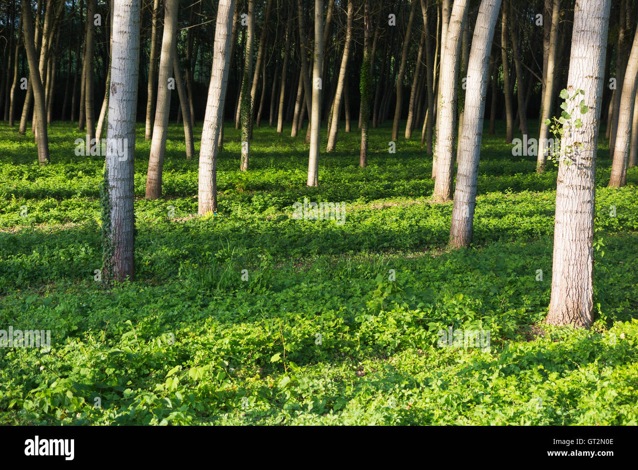 Pappeln / Baumstämme in ordentlichen Reihen und Spalten für die Forstwirtschaft angebaut / nachhaltige Quelle für Holz. Stockfoto