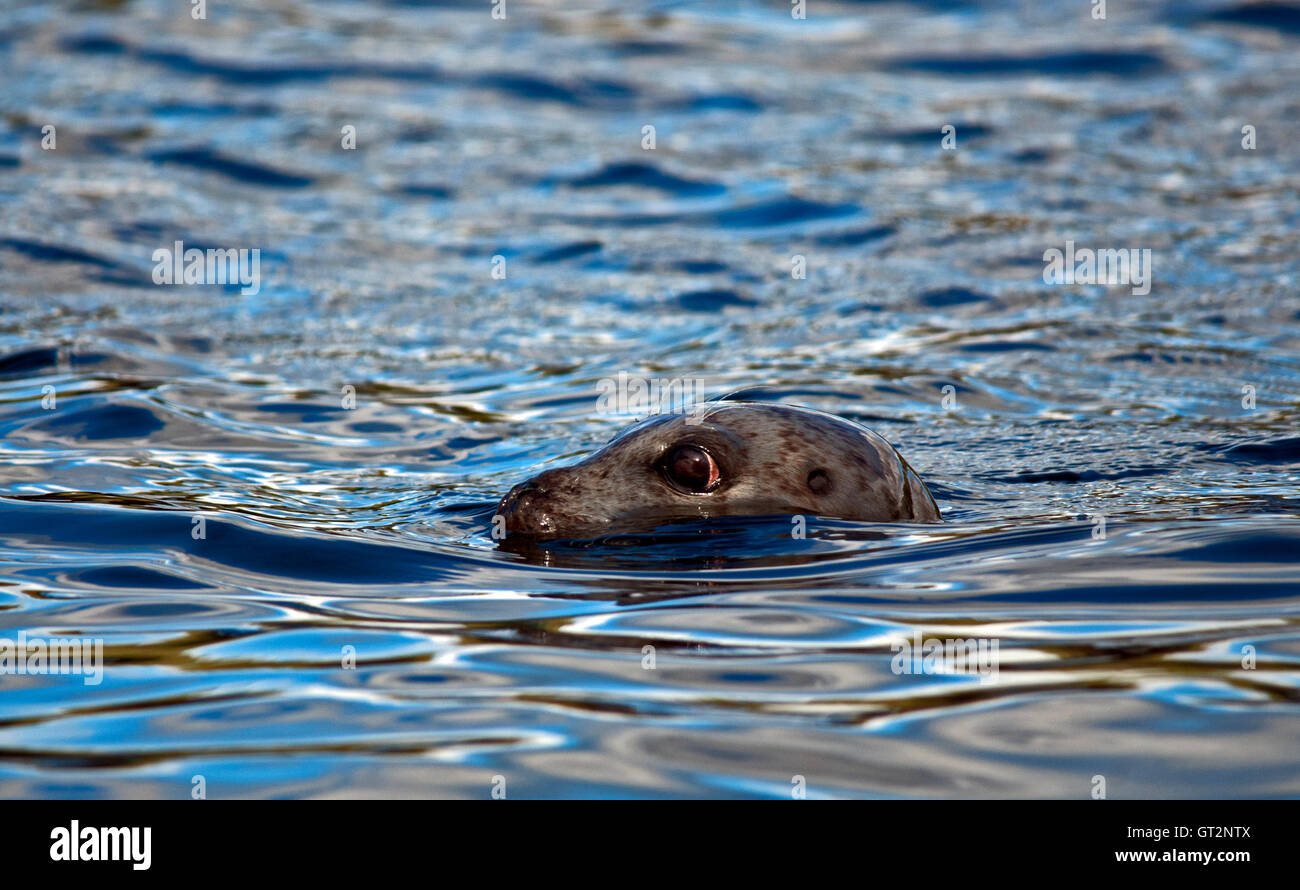 Gemeinsame Siegel (aka Hafen oder Seehunde) Phoca Vitulina, Schwimmen mit Augen und Nase knapp über der Oberfläche, Seitenansicht. Stockfoto