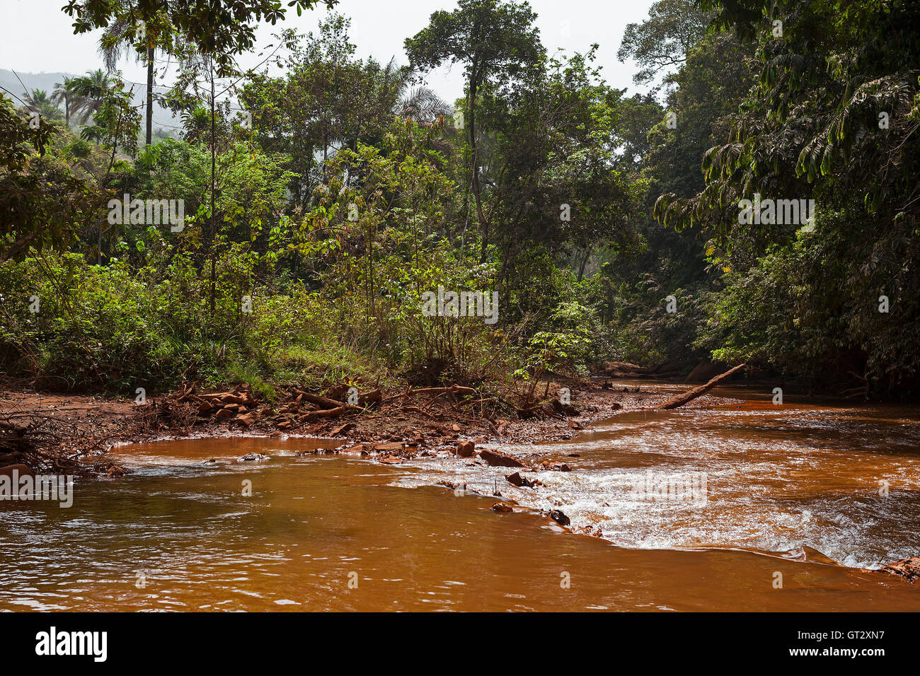 Die üppige Vegetation im afrikanischen Busch entlang den Ufern der Tonkolili Fluss in Sierra Leone. Das saubere Wasser ist hier als eine Ressource auf die Mine verwendet Stockfoto