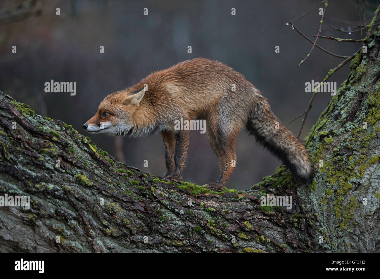 Rotfuchs / Rotfuchs (Vulpes Vulpes) in lustigen Pose, stehend auf einem Baumstamm, regnerischen Tag in der Dämmerung. Stockfoto