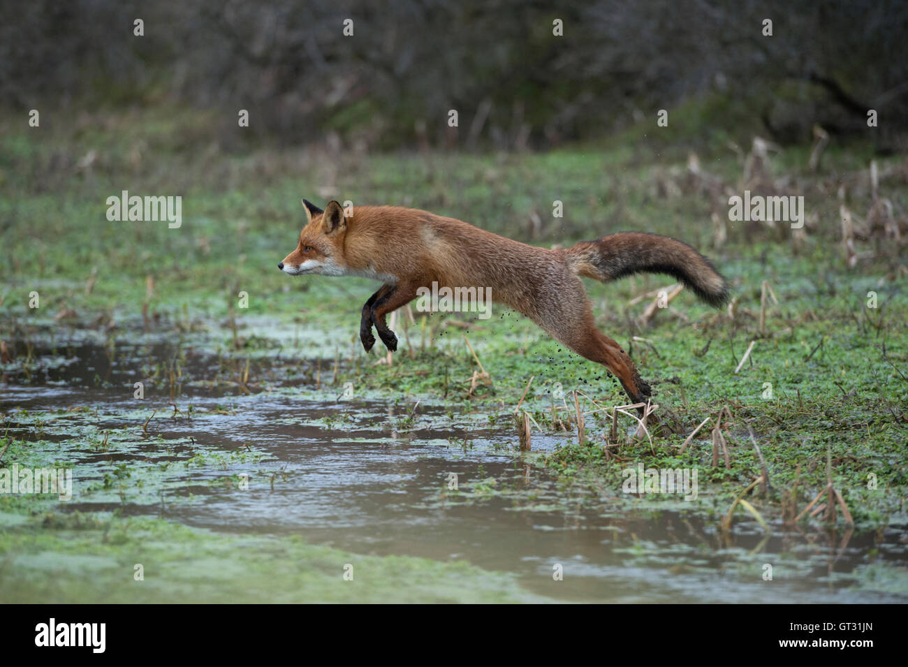 Rotfuchs / Rotfuchs (Vulpes Vulpes), aktive Erwachsene im schönen Winter Fell, springen über einen kleinen Bach in einem Sumpf. Stockfoto