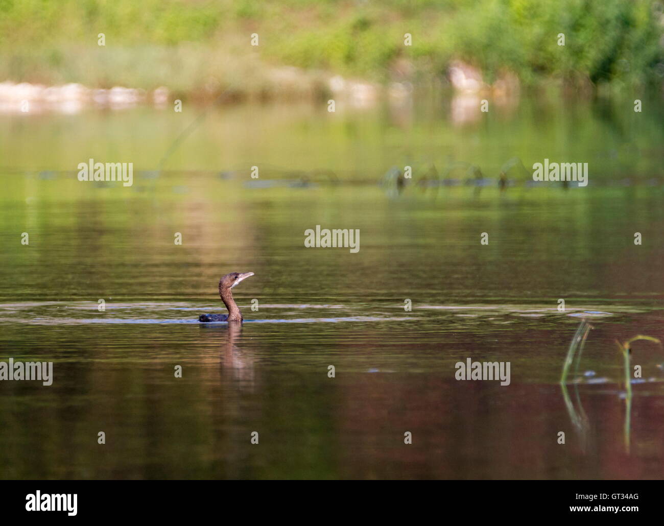 Kormoran Vogel schwimmen friedlich in grüner Natur Hintergrund Stockfoto