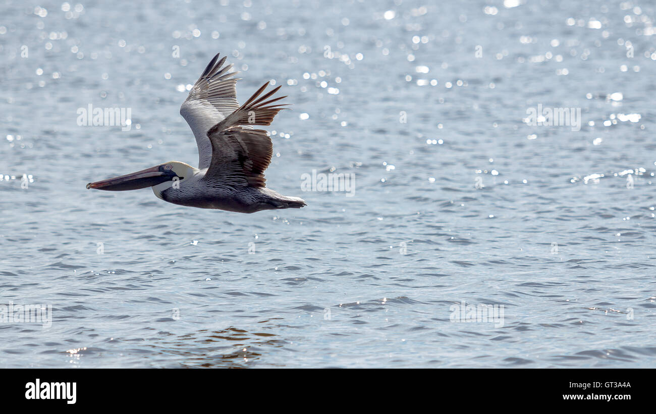 Brauner Pelikan im Flug Stockfoto