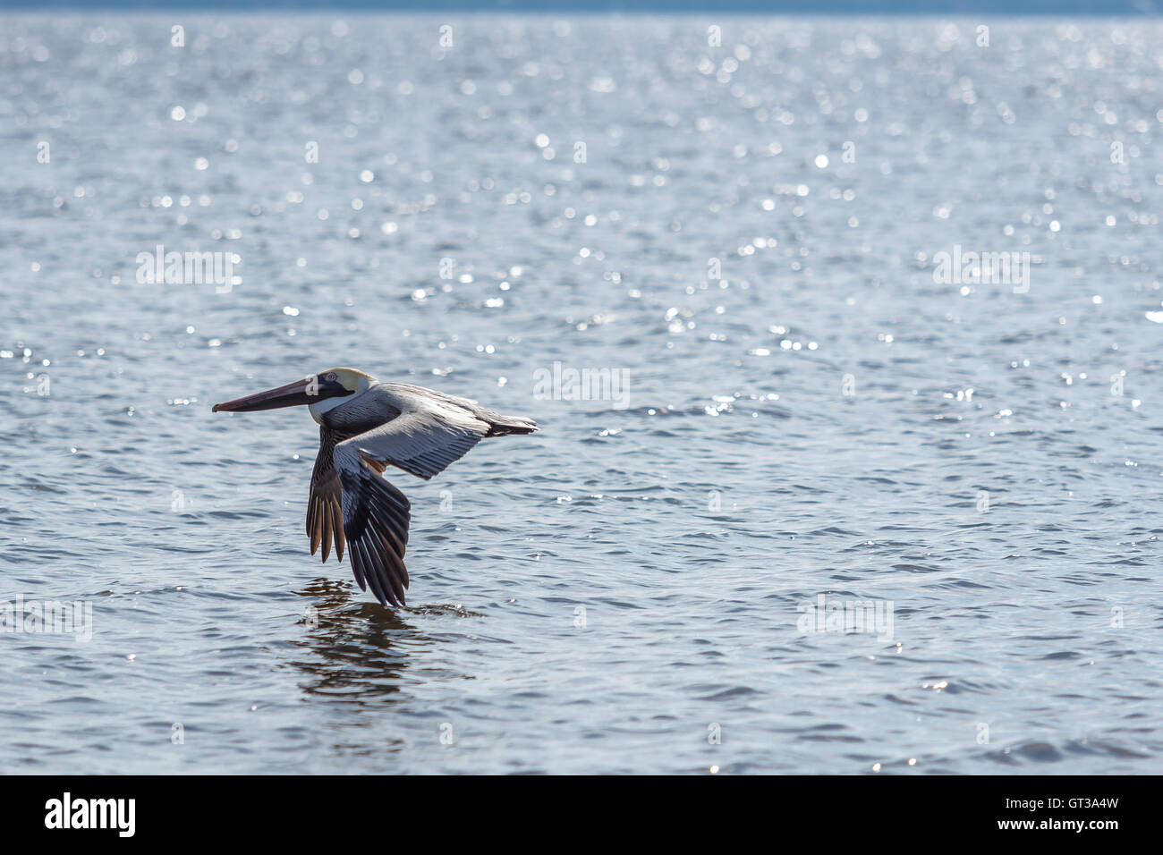 Brauner Pelikan im Flug Stockfoto