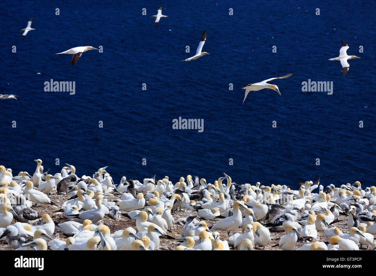 Kolonie von Basstölpeln in der Nähe von Bonaventure Island in Quebec, Kanada Stockfoto