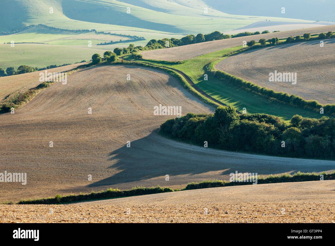 Am späten Nachmittag auf den sanften Hügeln des Nationalparks South Downs, East Sussex, England. Stockfoto