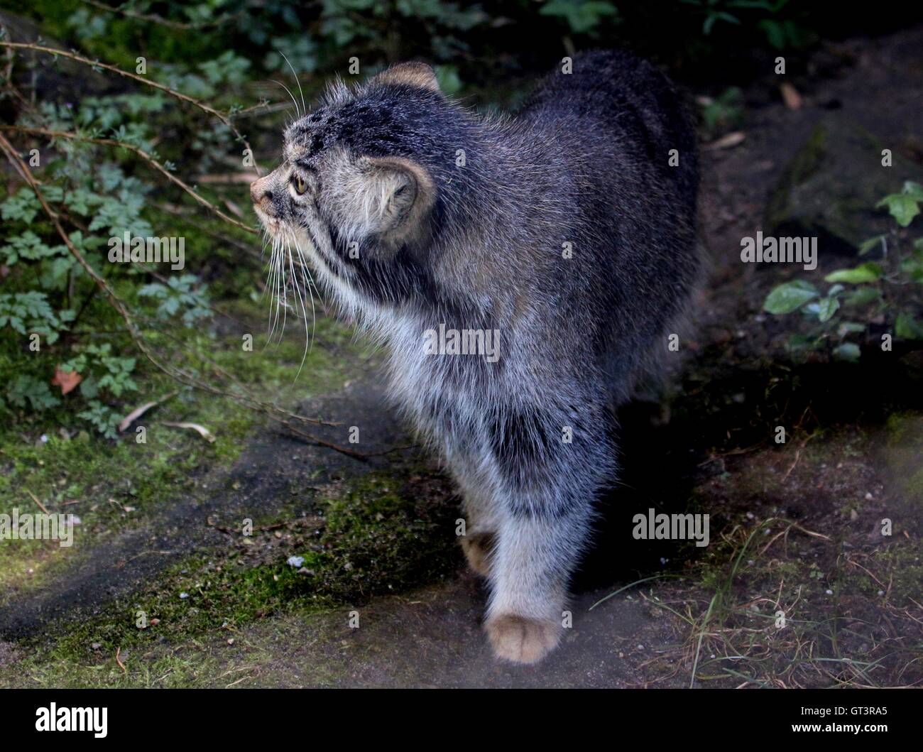 Zentrale asiatische Pallas Katze oder Handbuch (Otocolobus Handbuch, Felis Handbuch) Stockfoto