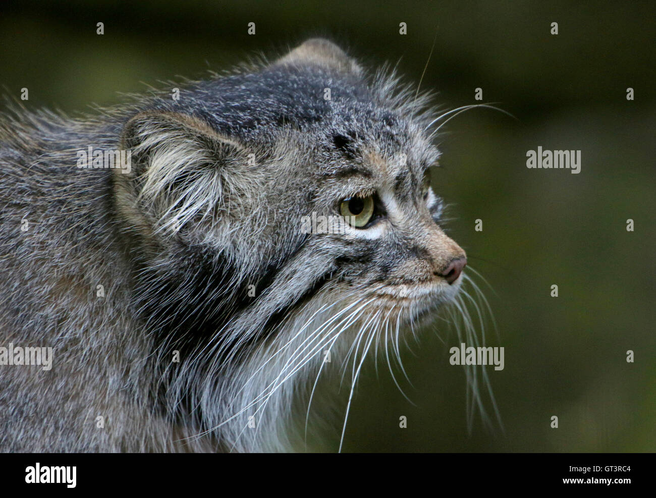 Zentrale asiatische Pallas Katze oder Handbuch (Otocolobus Handbuch, Felis Handbuch) Stockfoto