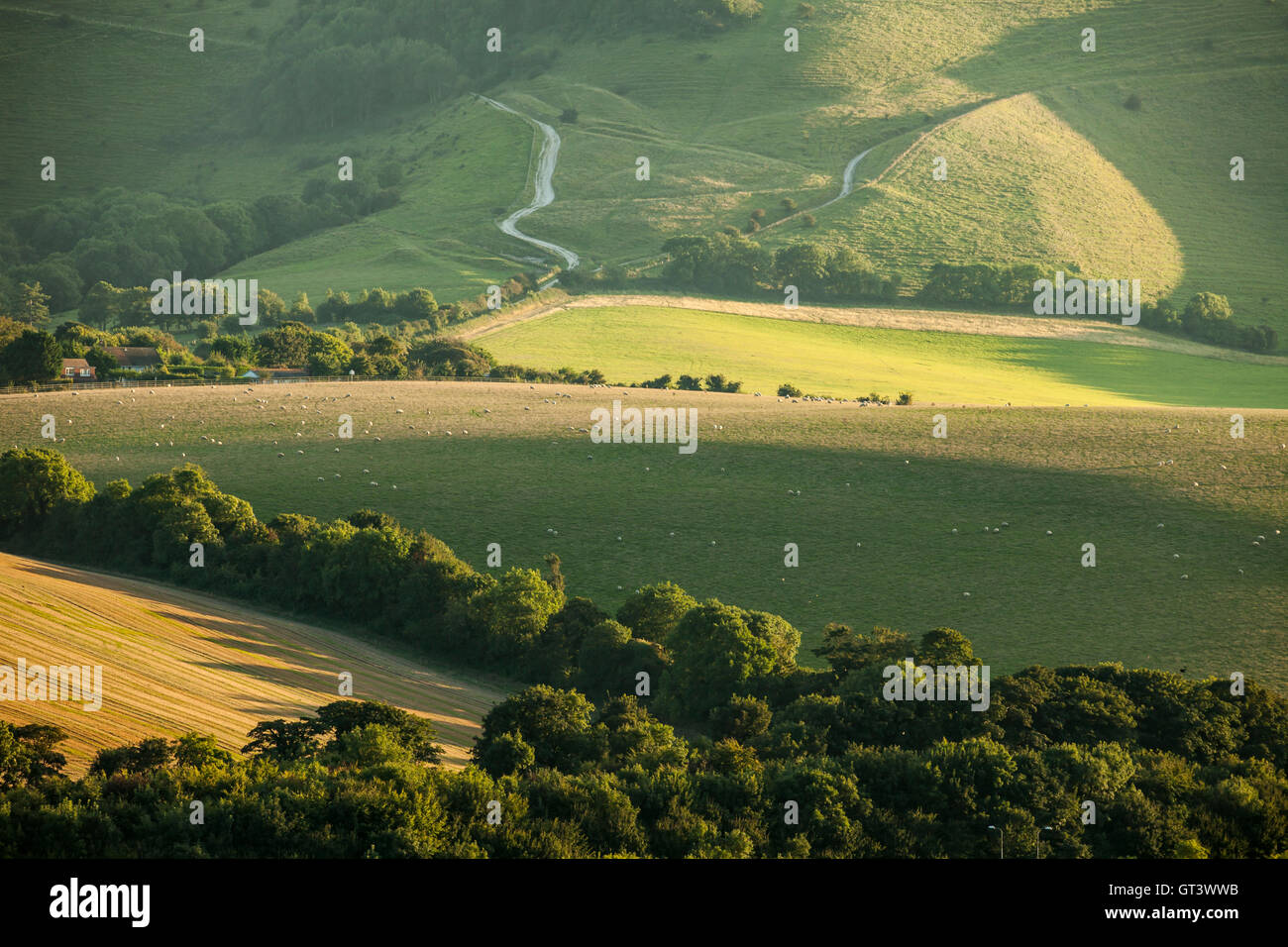 Am späten Nachmittag auf den sanften Hügeln des Nationalparks South Downs, East Sussex, England. Stockfoto
