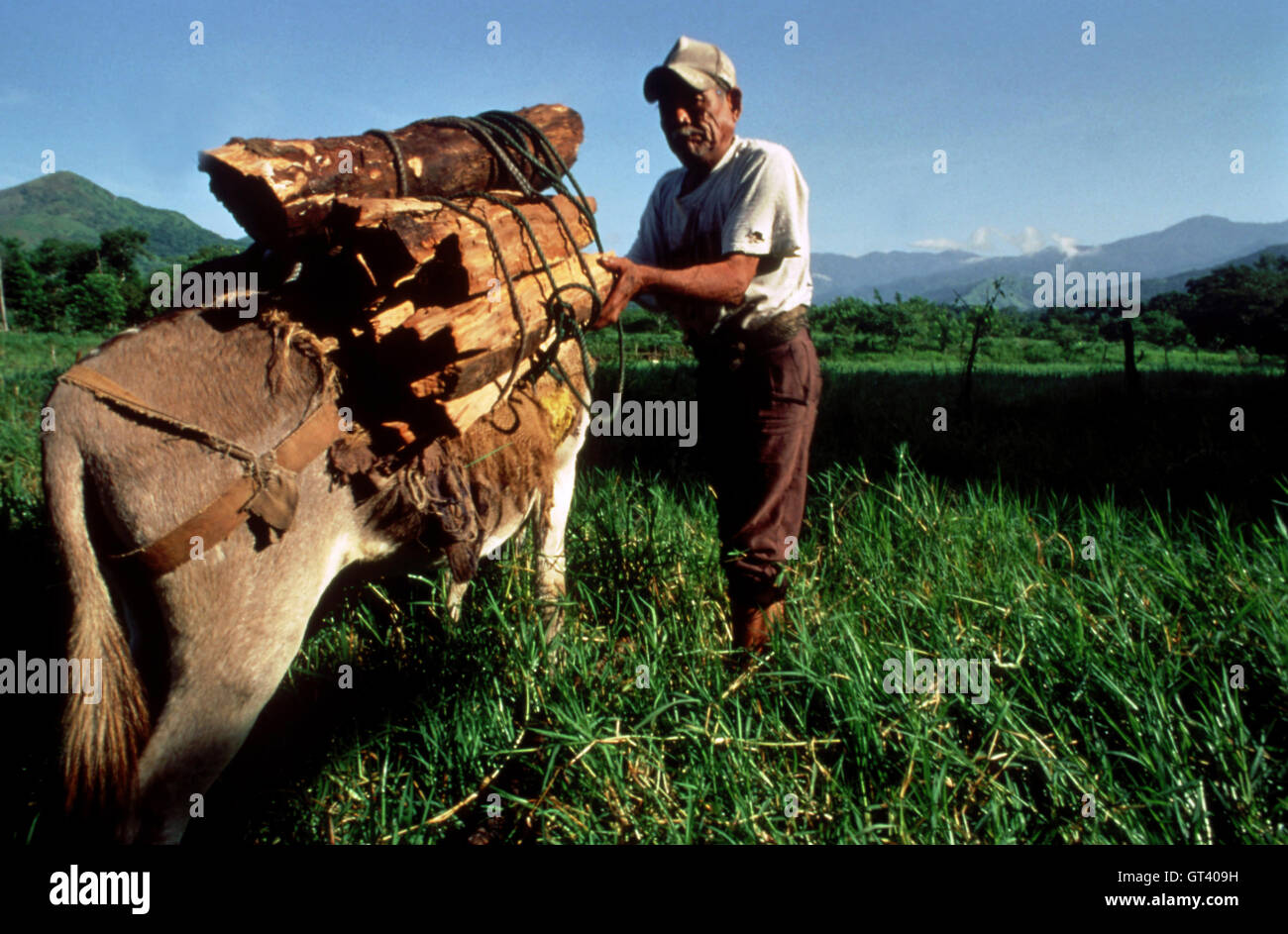 Holzfäller in Ixtlan de Juarez, Oaxaca, Mexiko Stockfoto