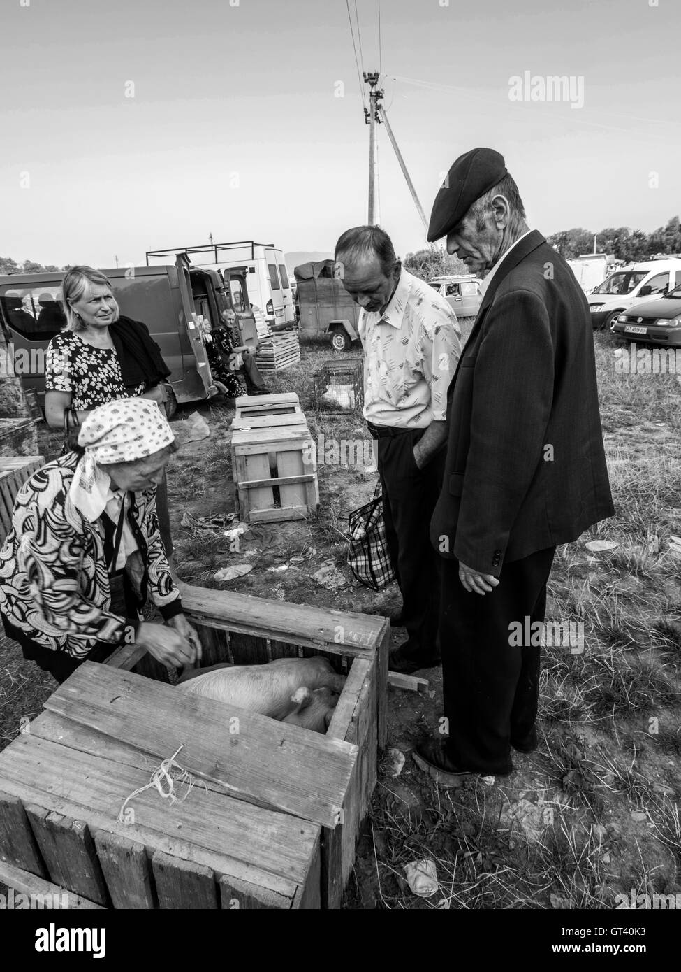 Die Käufer wählen Ferkel auf Haustiere Markt in der Stadt von Kosov, Ivano-Frankivsk Oblast, Ukraine Stockfoto