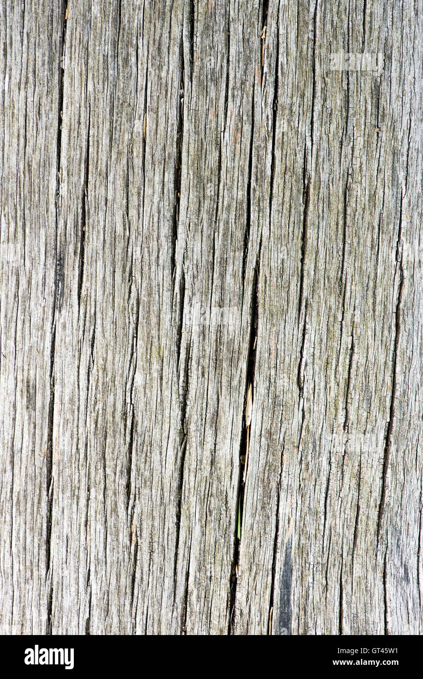 Alte Eiche Holz Textur Stockfoto