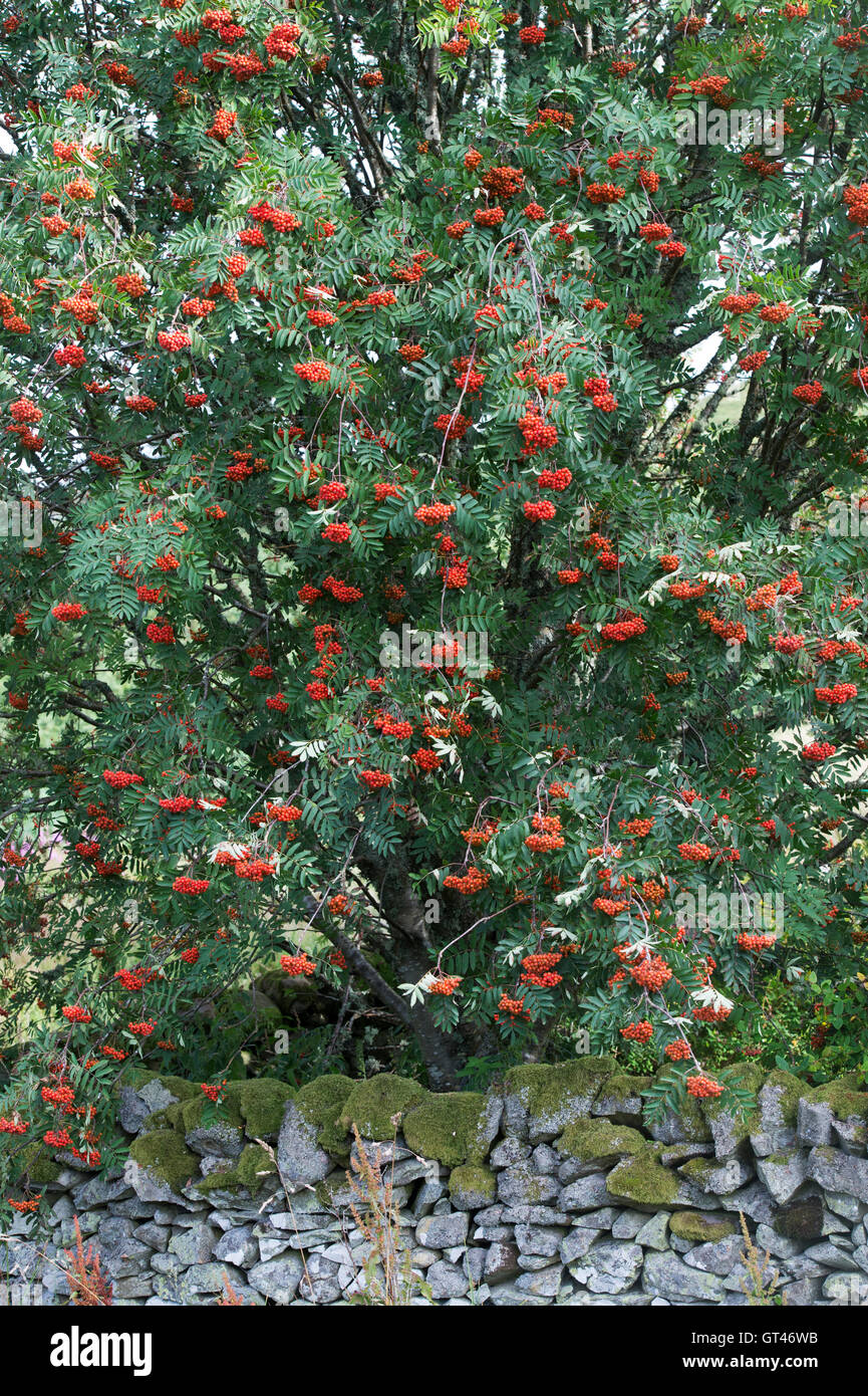 Sorbus. Eberesche mit Beeren im Herbst in den schottischen Borders-Landschaft. Schottland Stockfoto