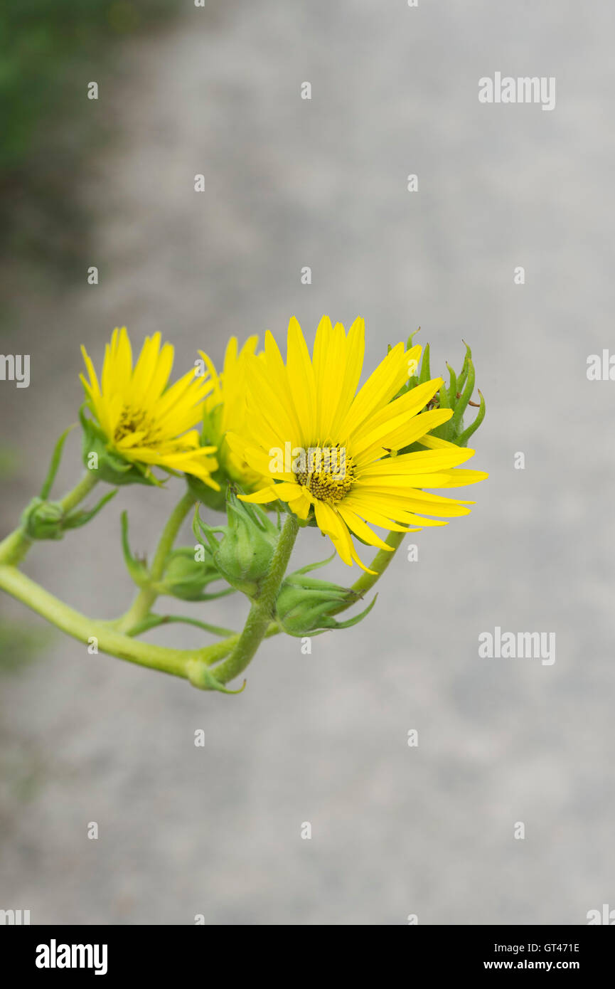 Silphium Laciniatum. Kompass-Pflanze Blume Stockfoto