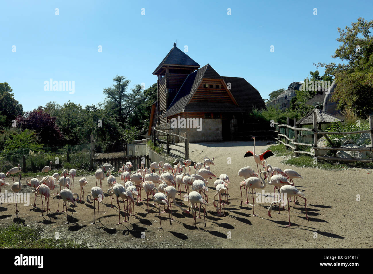 Pelikane in Budapest Zoo, Ungarn Stockfoto