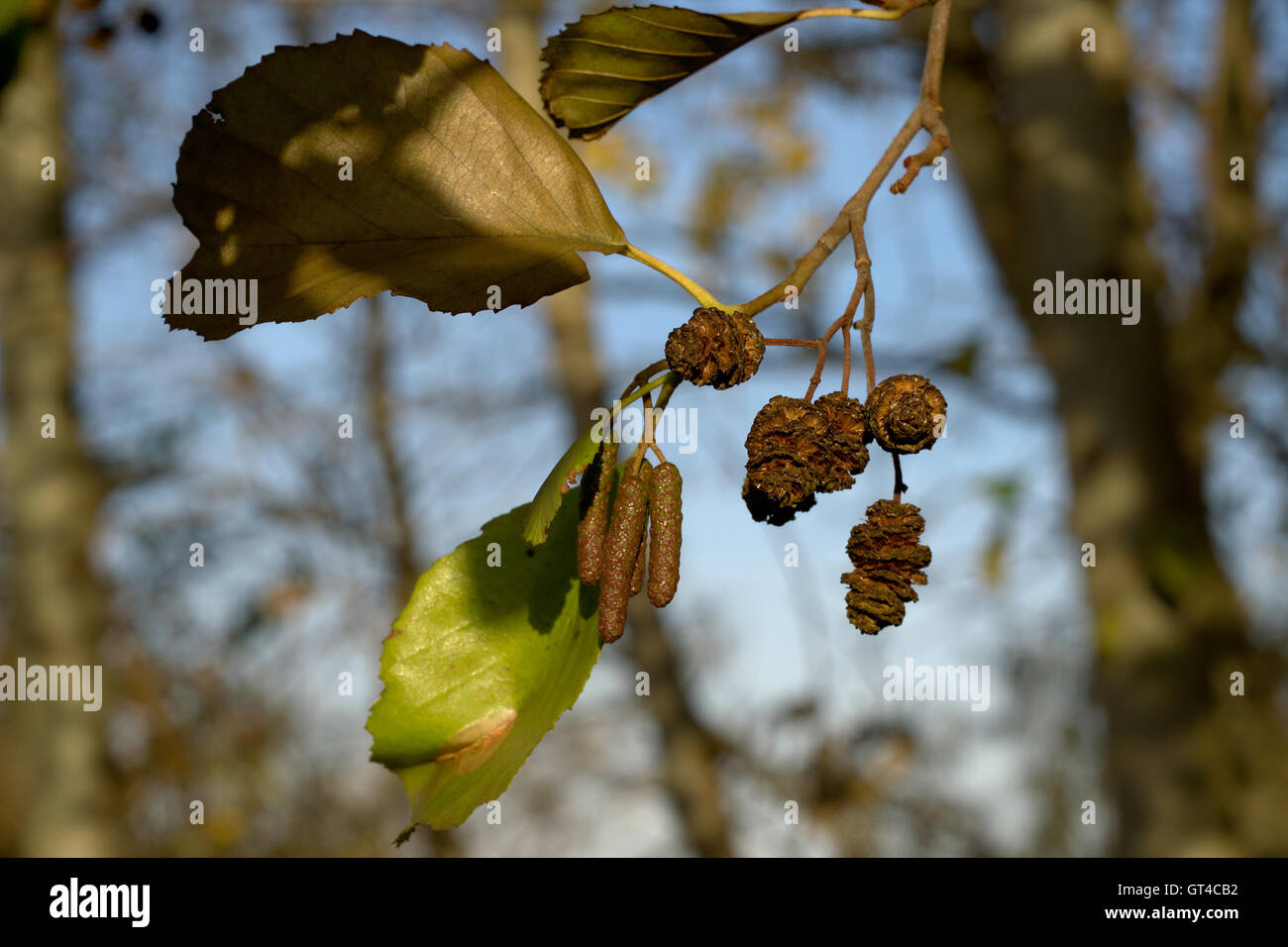 Alnus Glutinosa - Schwarz-Erle Stockfoto