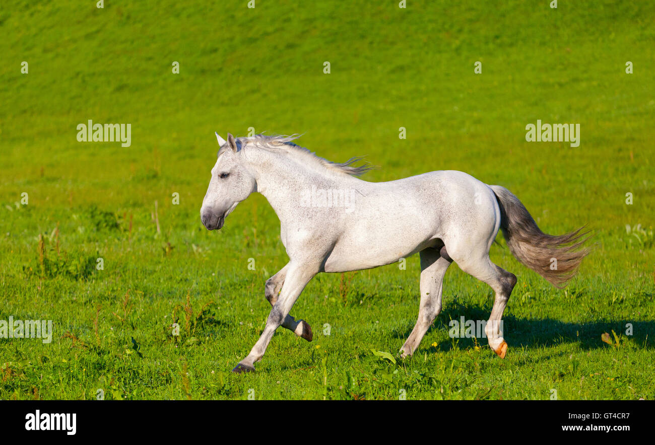 Grau-arabische Pferd galoppiert auf der grünen Wiese Stockfoto