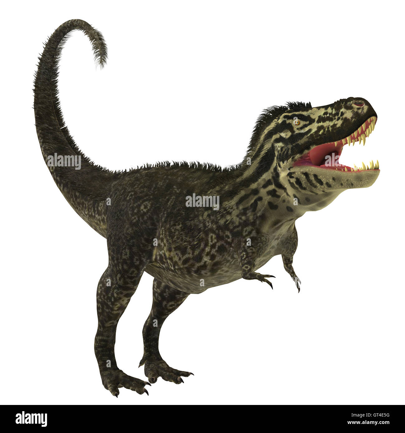 T-Rex auf weiß Stockfoto