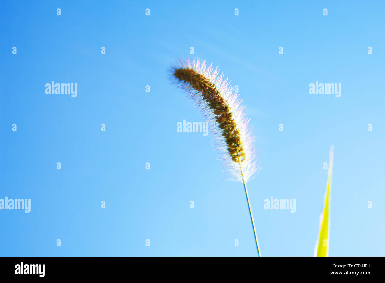 ein Kraut Stockfoto