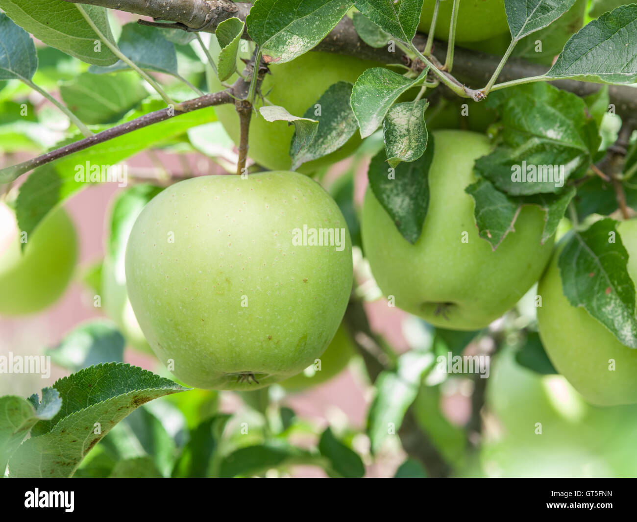 Die Reifen Golden Delicious Äpfel auf dem Baum. Closeup erschossen. Stockfoto