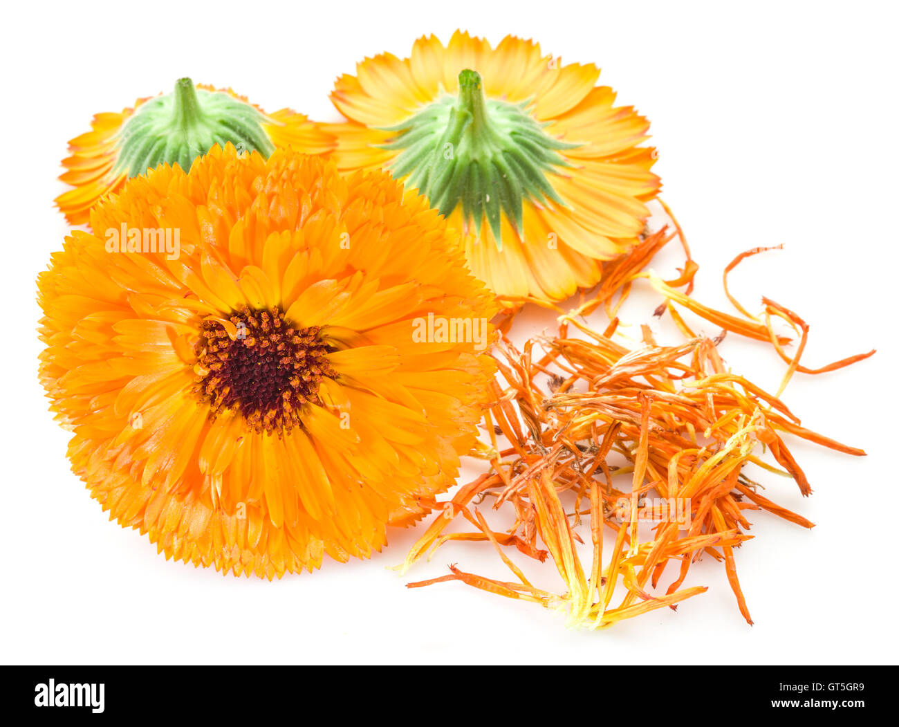 Calendula-Blüten auf dem weißen Hintergrund. Stockfoto