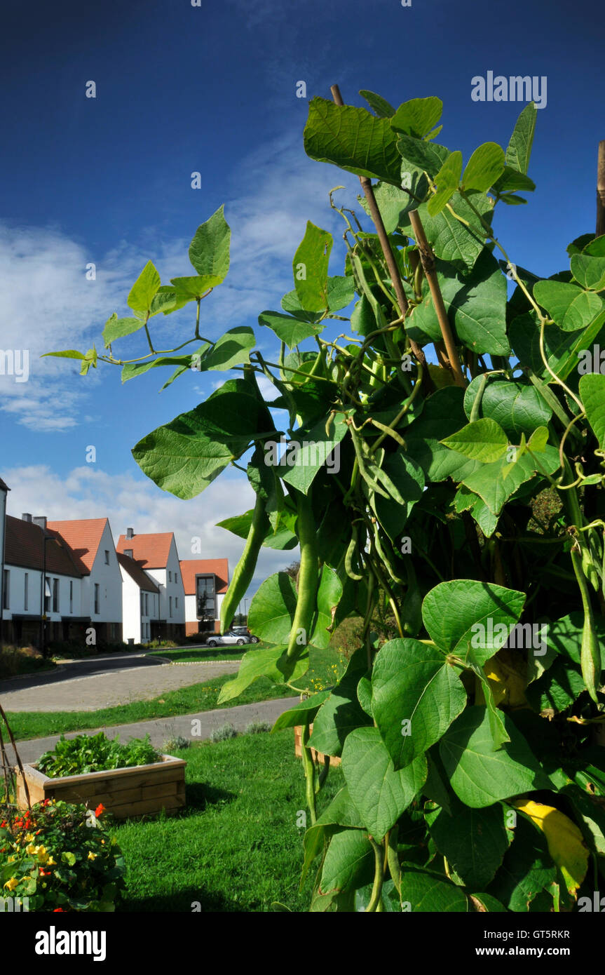 Gemüsebeet in Wohnsiedlung Stockfoto