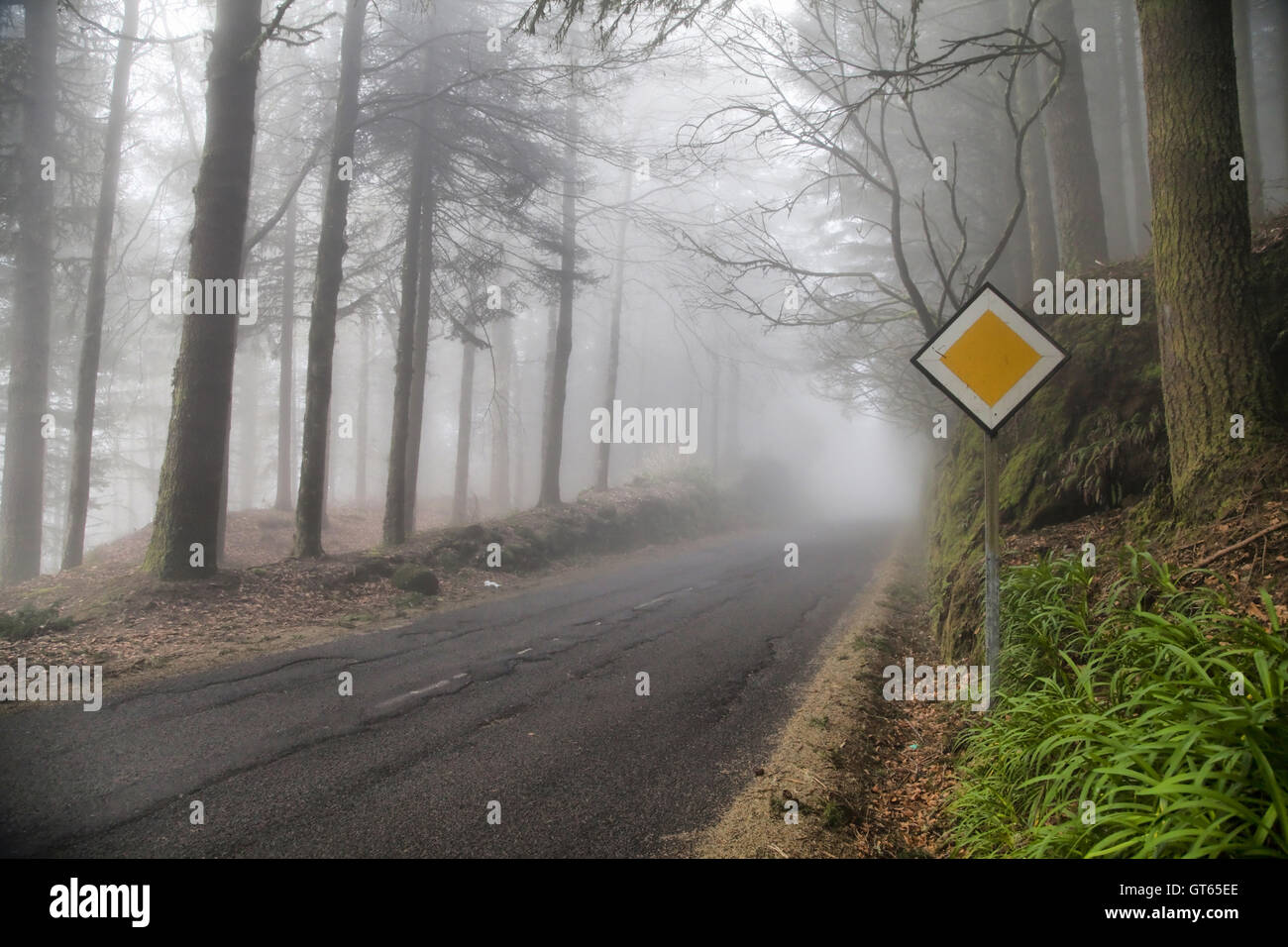 Tiefen Nebel auf dem Forstweg in den Einfassungen der Insel Madeira, Portugal Stockfoto