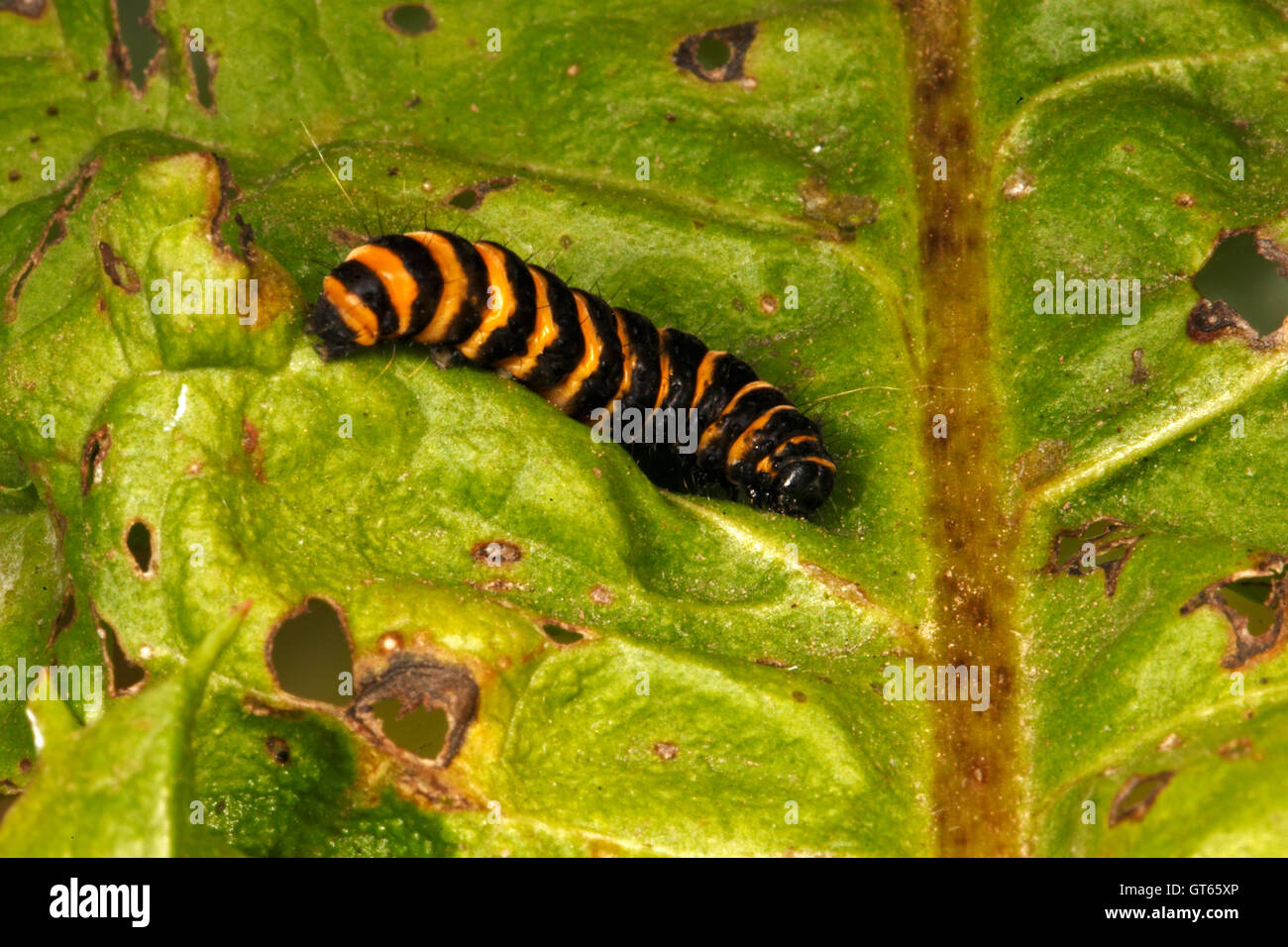 Die Zinnober Falter-Raupe. (Tyria Jacobaeae) Stockfoto