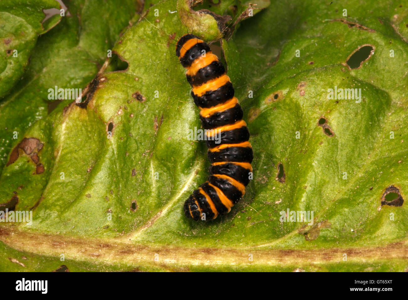 Die Zinnober Falter-Raupe. (Tyria Jacobaeae) Stockfoto