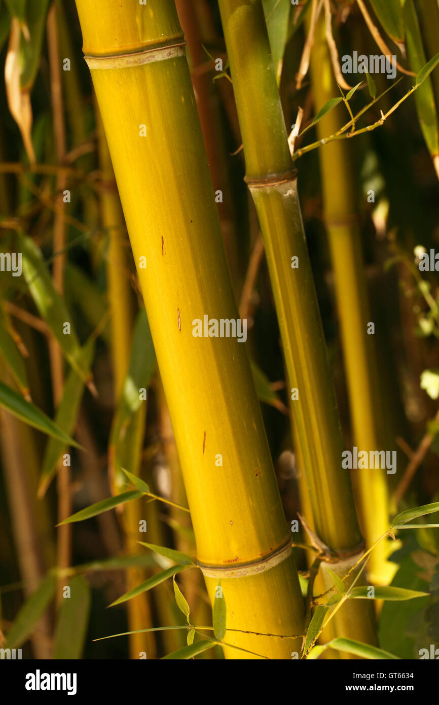 Golden Bambus - Phyllostachys Aurea nach oben wachsenden Stöcke in einem Bett aus Bambus Stockfoto