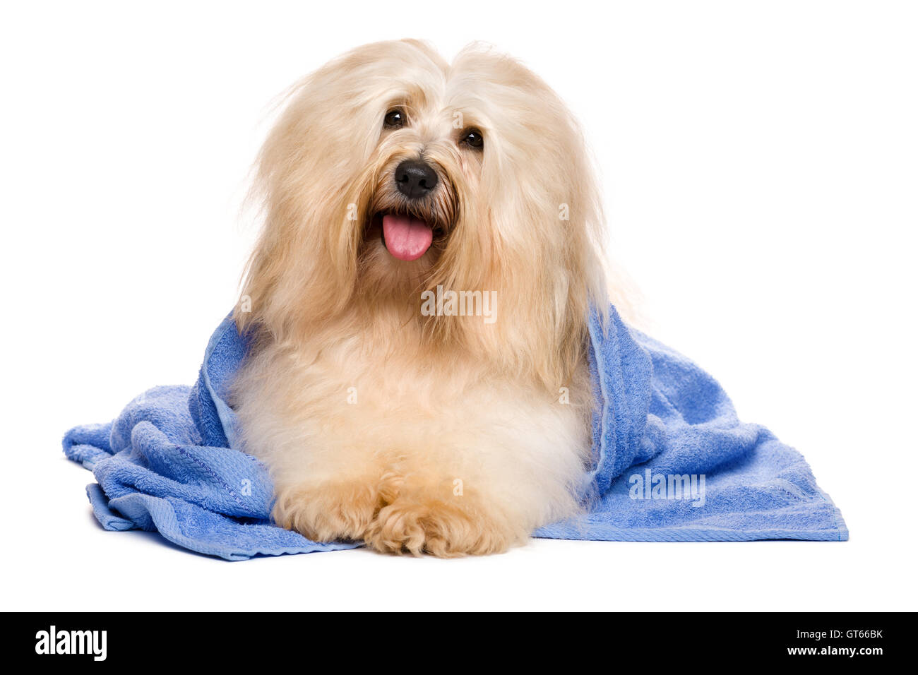 Schöne rötliche Havaneser Hund nach Bad in ein blaues Handtuch liegen Stockfoto
