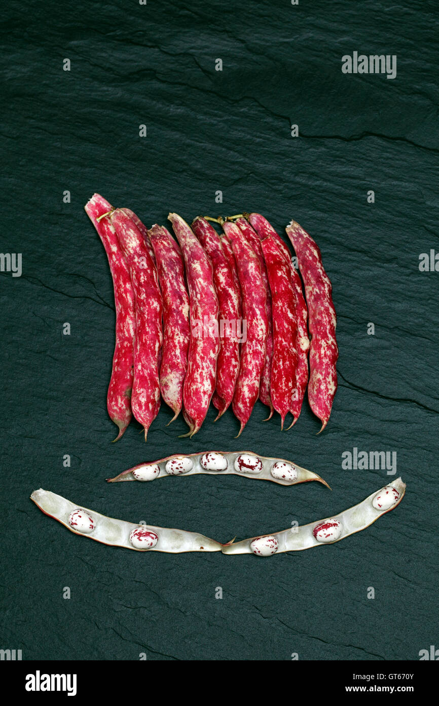 Phaseolus Vulgaris Borlotti Bohnen mit gesprenkelt rosa und weiße Bohne Hülsen Fällen Stockfoto