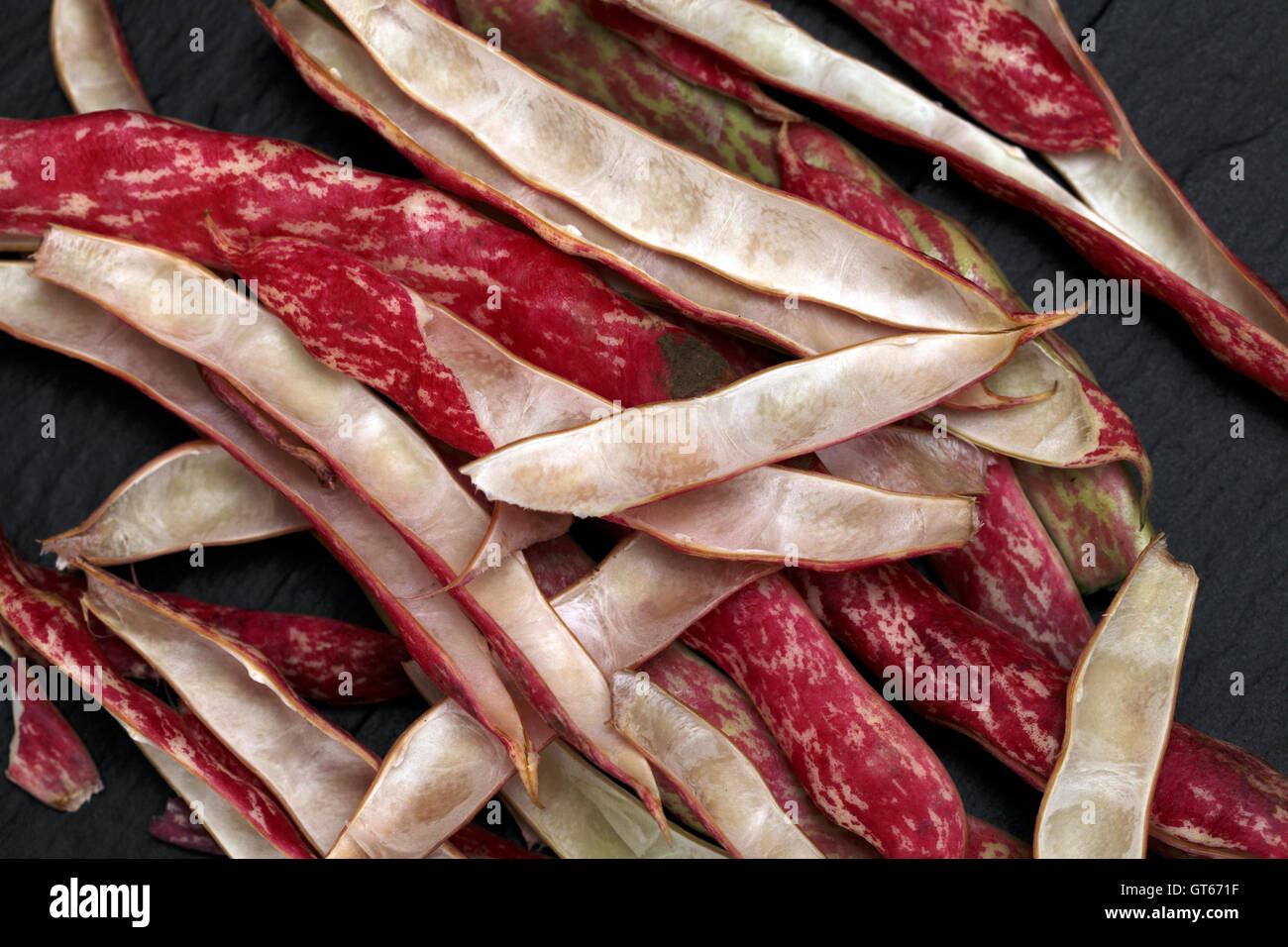 Phaseolus Vulgaris Borlotti Bohnen mit gesprenkelt rosa und weiße Bohne Hülsen Fällen Stockfoto