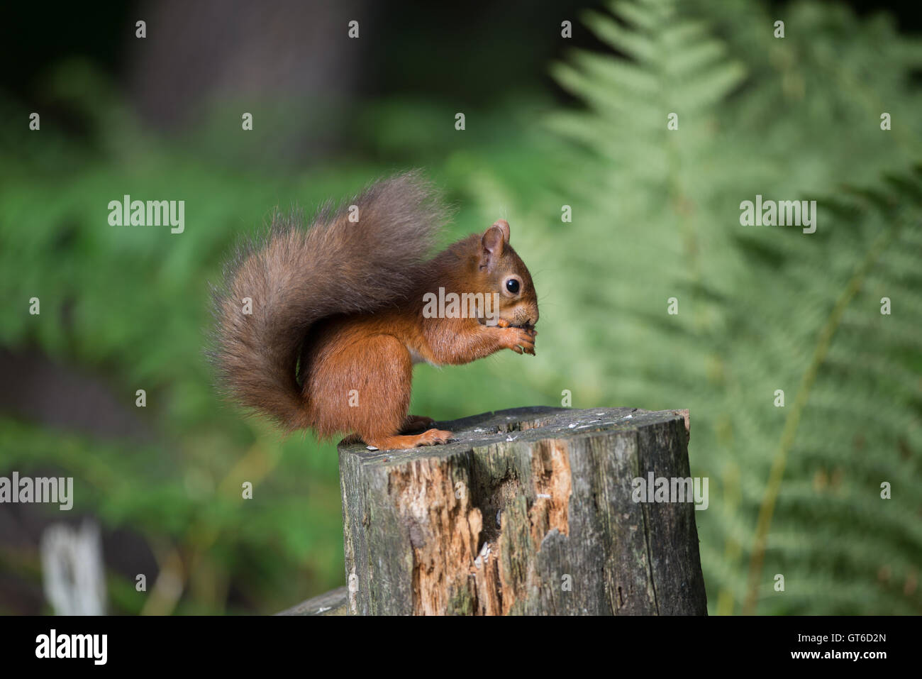 Eichhörnchen, Büschel, Wild, Tier, Wald, Natur, Baum, Kreatur, flauschig, eurasische, pelzigen, Nuss, Schönheit, im Freien, lustig, Holz, ea Stockfoto