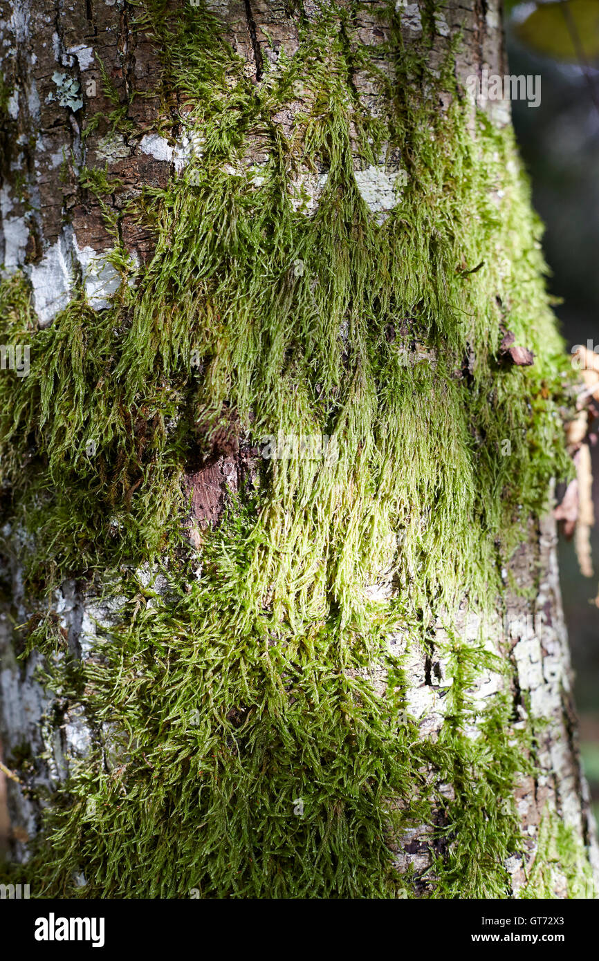 Moos am Baum Stockfoto