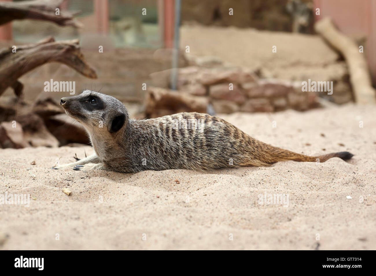 Meercat Stockfoto