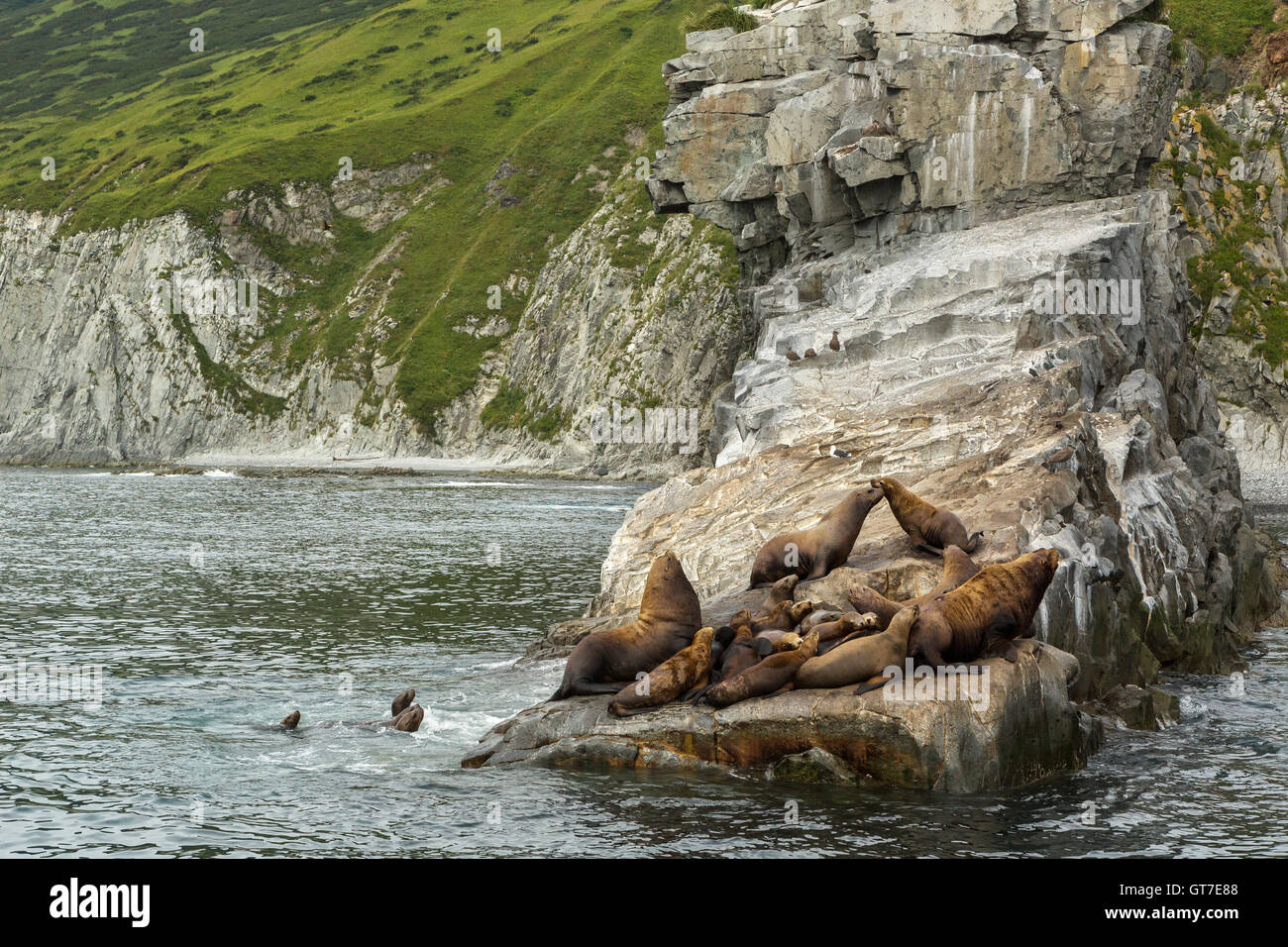 Rookery Steller Seelöwen. Insel im Pazifischen Ozean in der Nähe von Kamtschatka. Stockfoto