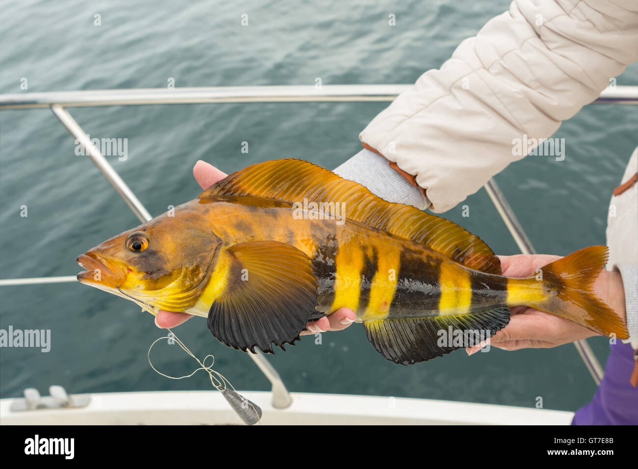 Makrele am Haken. Unteren Meeresangeln im Pazifik in der Nähe von Kamtschatka. Stockfoto