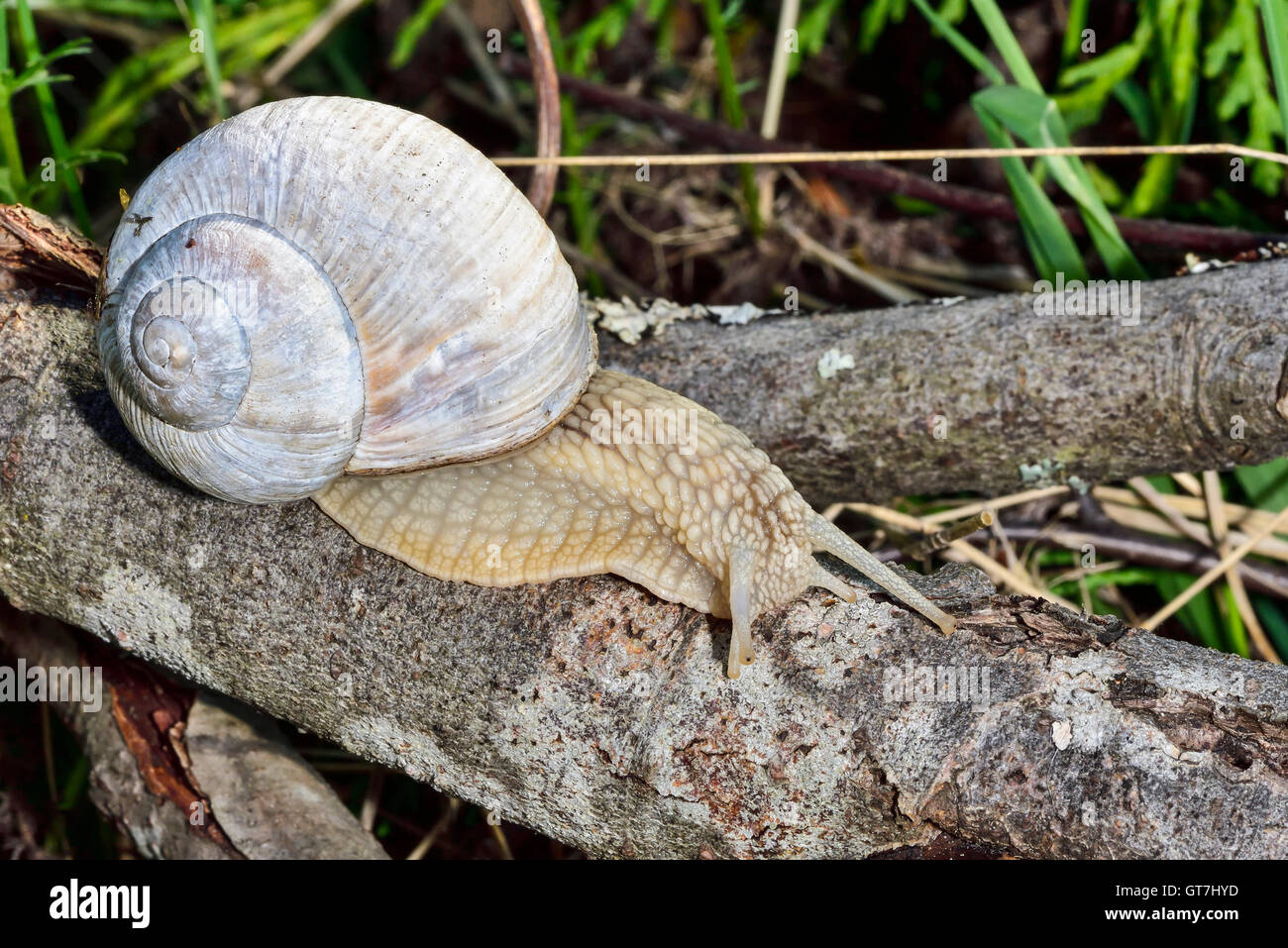 Römische Schnecke Stockfoto