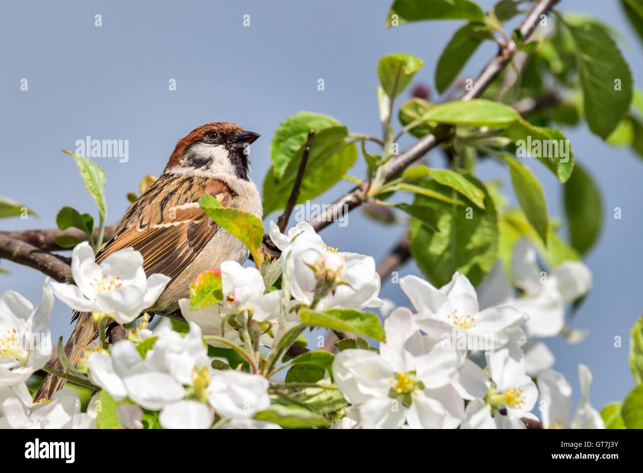 Eurasische Tree sparrow Stockfoto