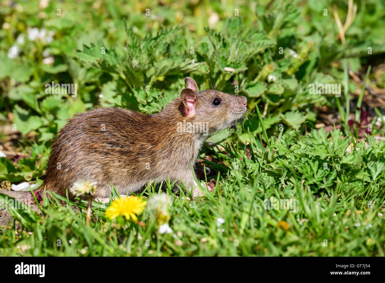 Braune ratte Fotos und Bildmaterial in hoher Auflösung Alamy