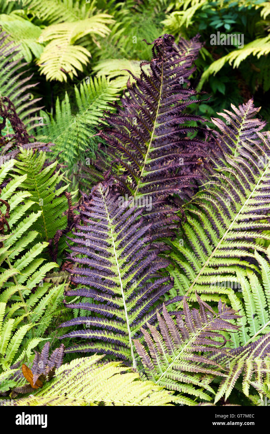Adlerfarn (Pteridium SP.)-Wedel Stockfoto