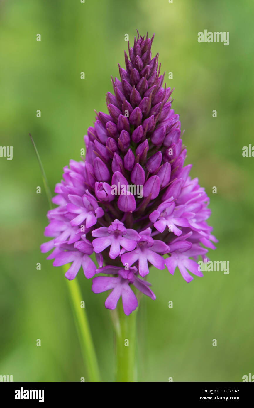 Anacamptis Pyramidalis, Pyramiden-Orchidee Stockfoto