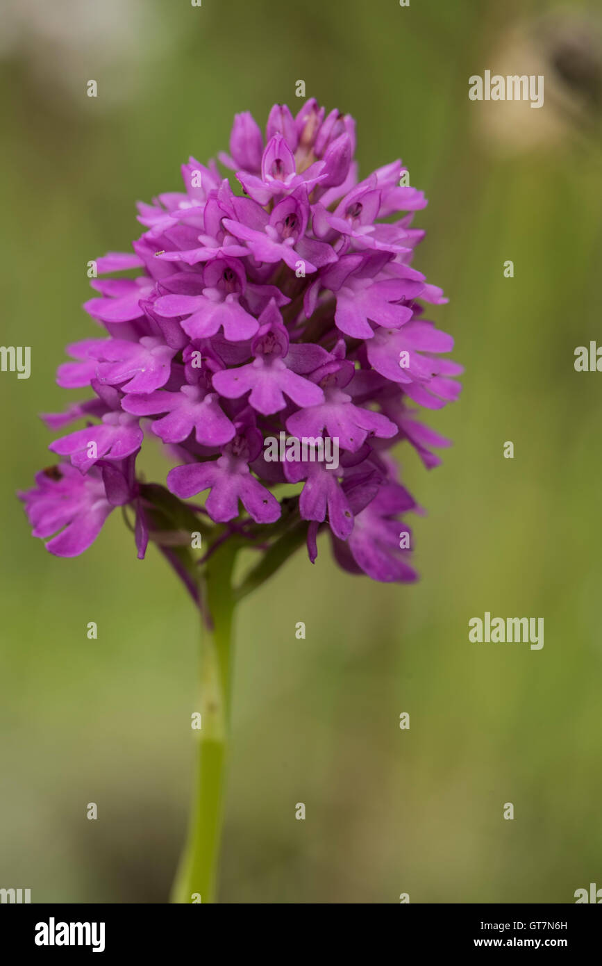 Anacamptis Pyramidalis, Pyramiden-Orchidee Stockfoto