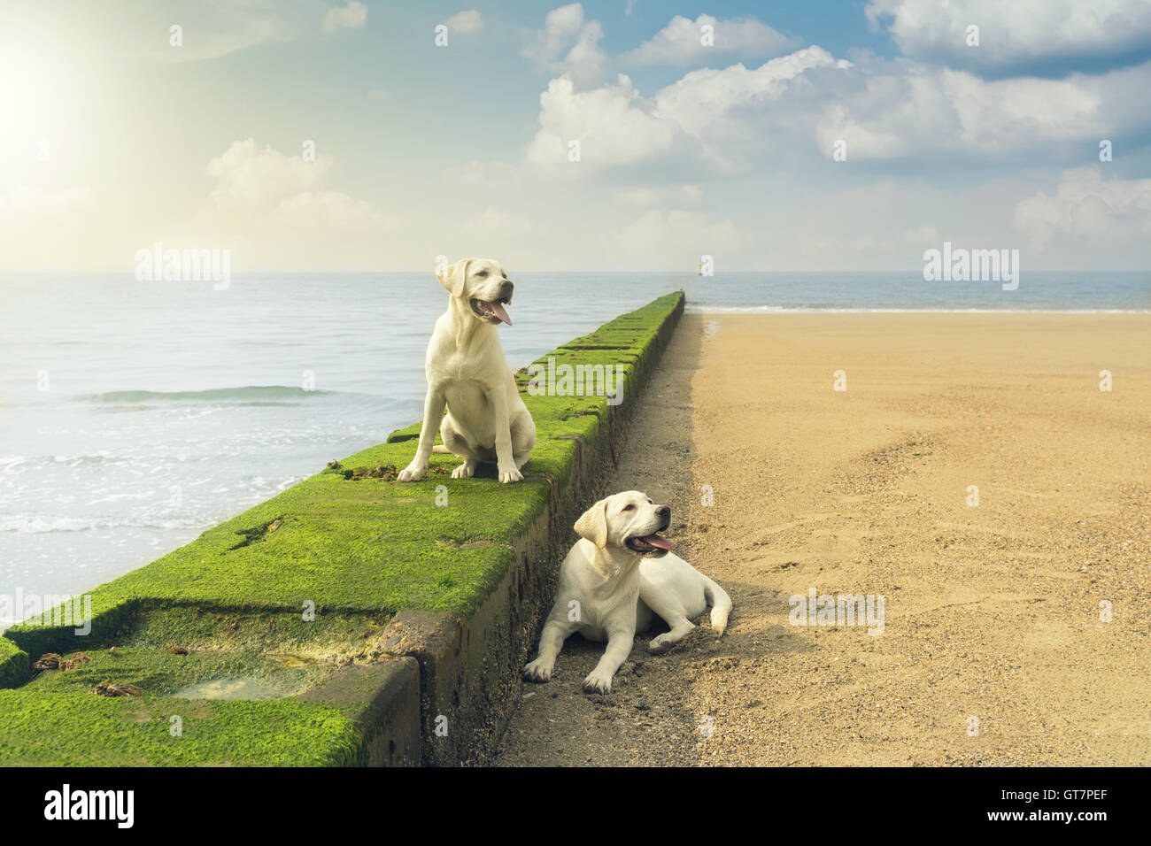 zwei junge Labrador Retriever Hundewelpen auf einer Mauer sitzend in der Nähe von Meer Stockfoto