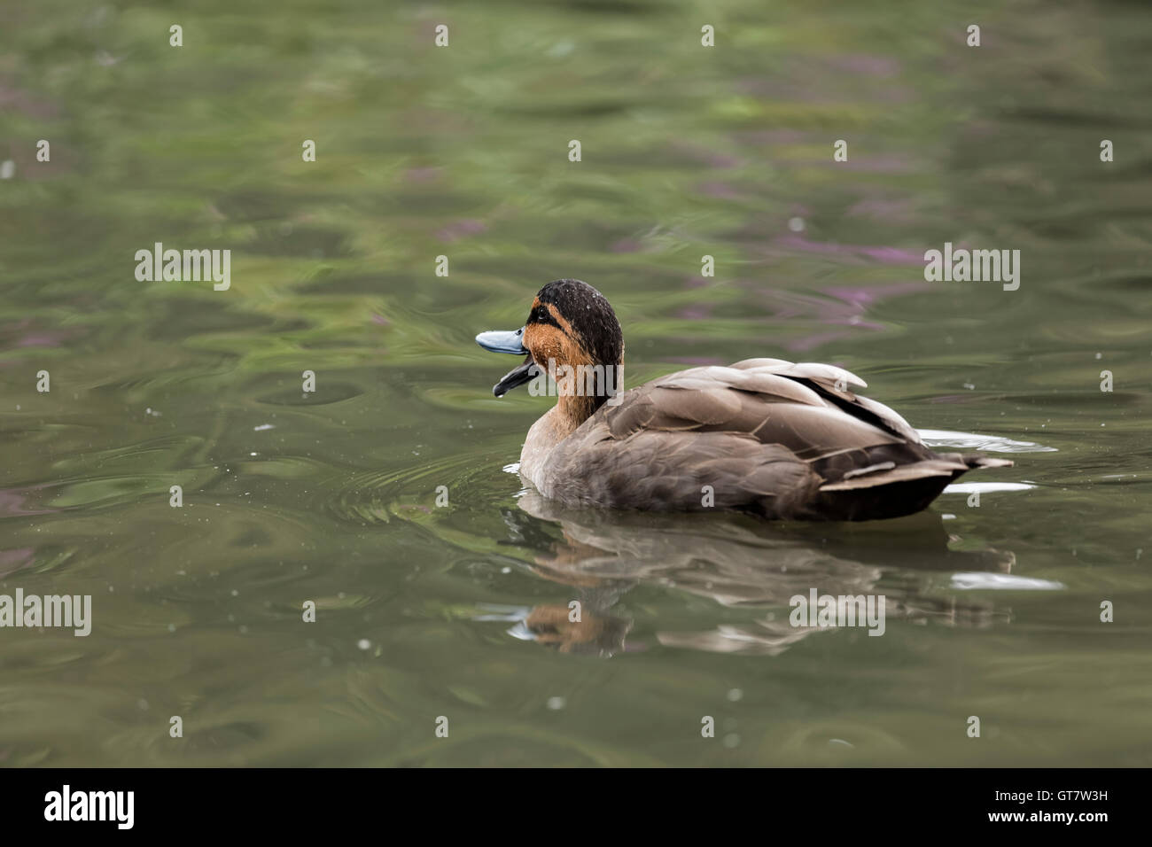 Helle und dunkle braune Leitung Ente mit seinem breiten Schnabel öffnen Schwimmen von der Kamera entfernt. Reflexionen in isolierten Teich Hintergrund Stockfoto