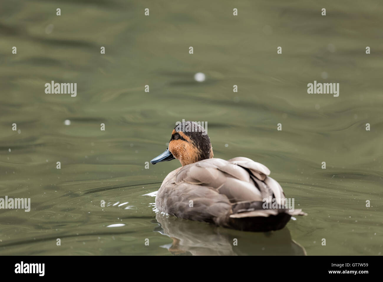 Dunkelheit und Licht Brownheaded Ente mit leichten braunen Federn schwimmen Weg von der Kamera auf einem Teich auf einem isolierten Hintergrund Stockfoto