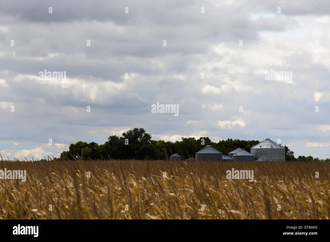 Metall Getreidesilos zur Lagerung von Getreide und Korn am Rande einer landwirtschaftlichen Bereich reifer Mais reif für die Ernte als Nahrung Stockfoto