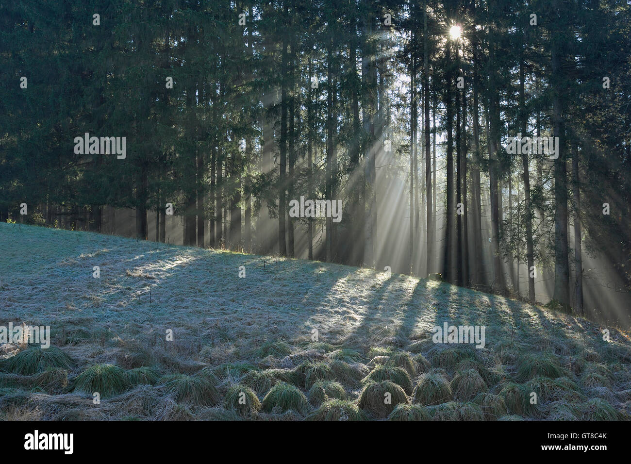Sonnenlicht durch Bäume, Bayern, Deutschland Stockfoto